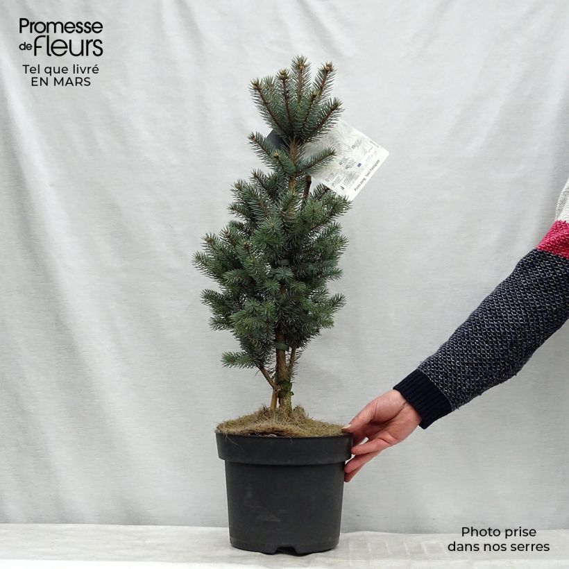 Amostra de Epicea bleu - Picea pungens Iseli Fastigiate                   Peça tal como entregue no inverno