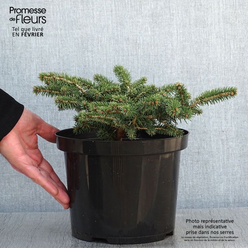 Amostra de Epicea bleu - Picea pungens Sonia                              Vaso de 4 L/5 L tal como entregue no inverno