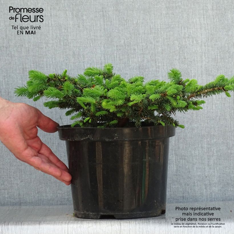 Amostra de Picea pungens Sonia Vaso de 4 L/5 L tal como entregue na primavera