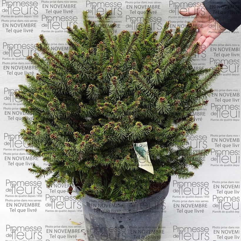 Exemplo de amostra de Epicea commun - Picea abies Hana Subutus          Pot de 7,5L/10L tal como entregue