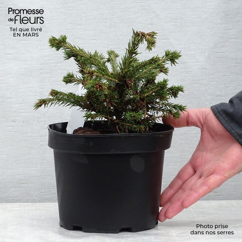 Amostra de Picea abies Maxwellii Vaso de 2 L/3 L tal como entregue na primavera
