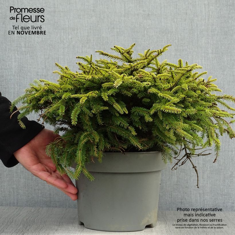 Amostra de Picea abies Nidiformis Vaso de 2 L/3 L tal como entregue no outono