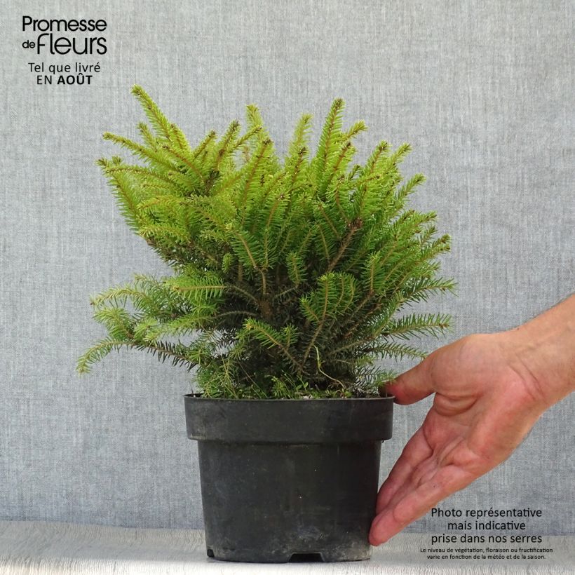 Amostra de Picea abies Nidiformis Vaso de 2 L/3 L tal como entregue no verão