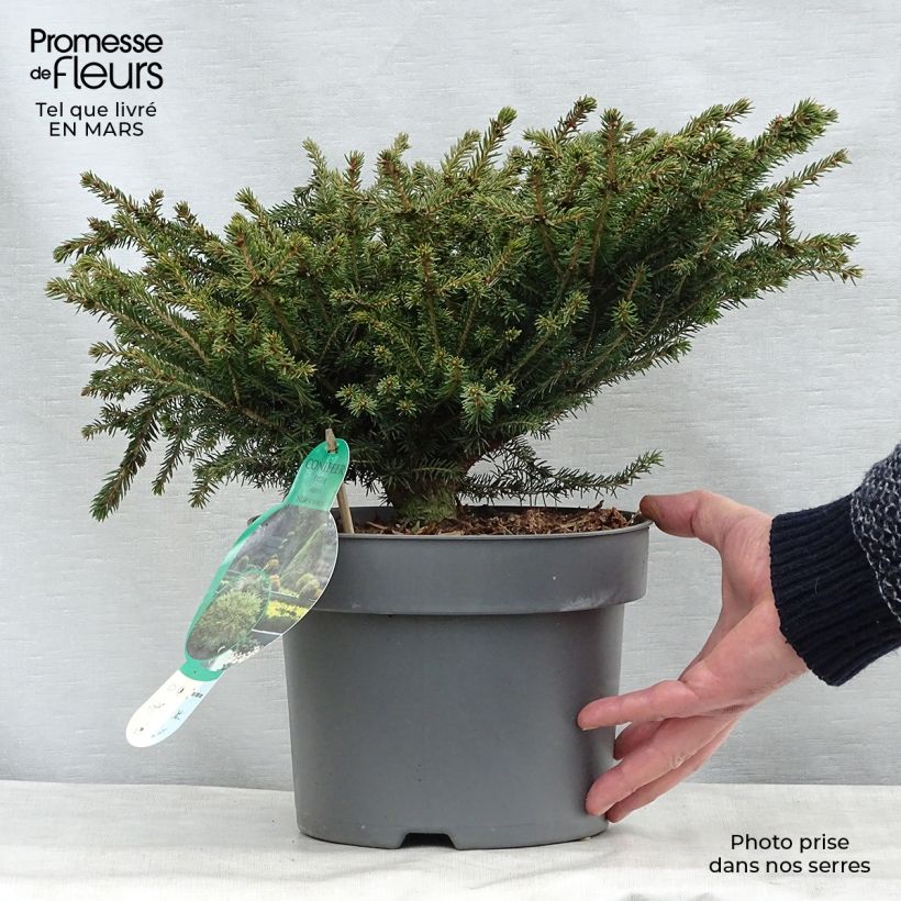 Amostra de Picea abies Nidiformis Vaso de 2 L/3 L tal como entregue na primavera