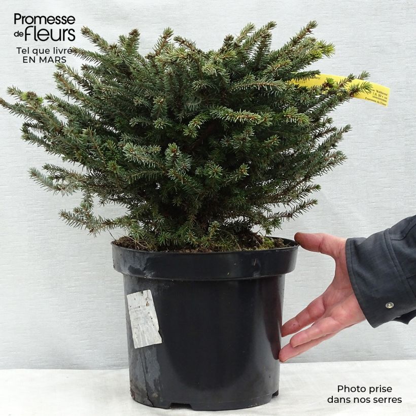 Amostra de Épicéa commun - Picea abies Nidiformis Vaso de 7,5 L/10 L tal como entregue no inverno
