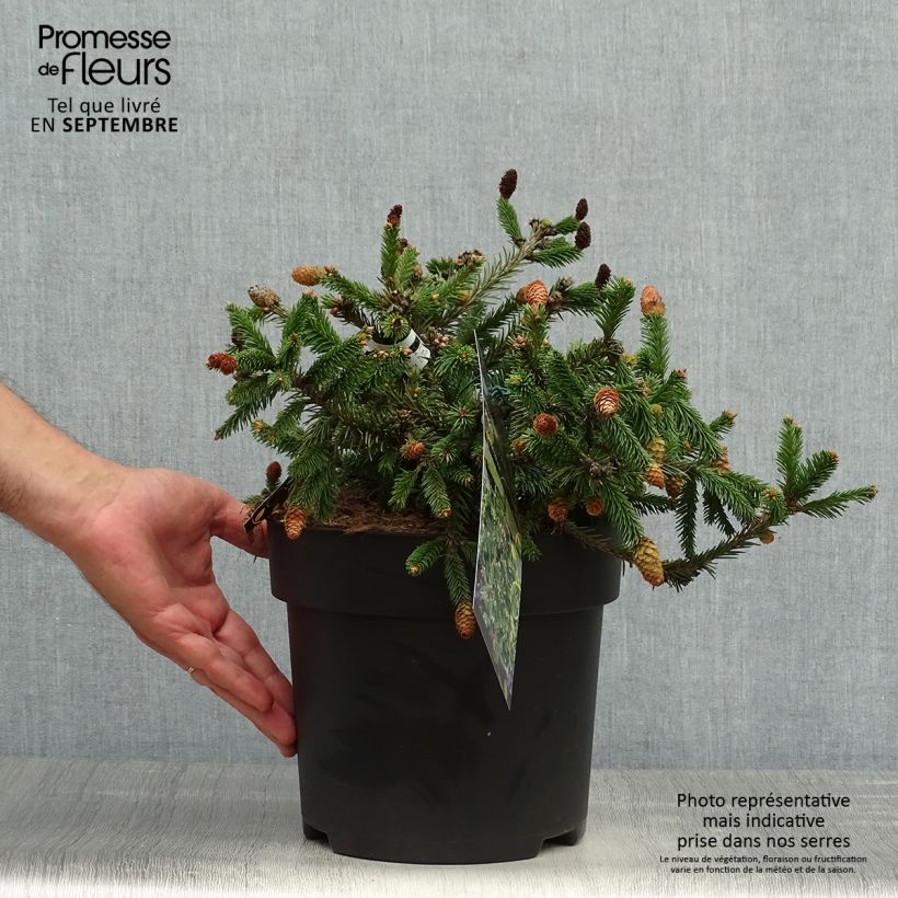 Amostra de Picea abies Pusch Peça tal como entregue no outono
