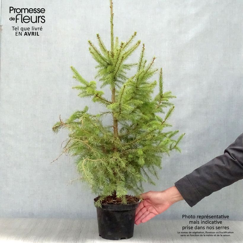 Amostra de Picea omorika Nana Vaso de 2 L/3 L tal como entregue na primavera