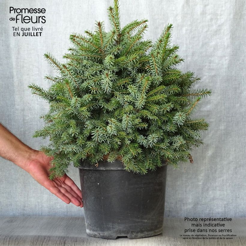 Amostra de Picea omorika Nana Vaso de 7,5 L/10 L tal como entregue no verão