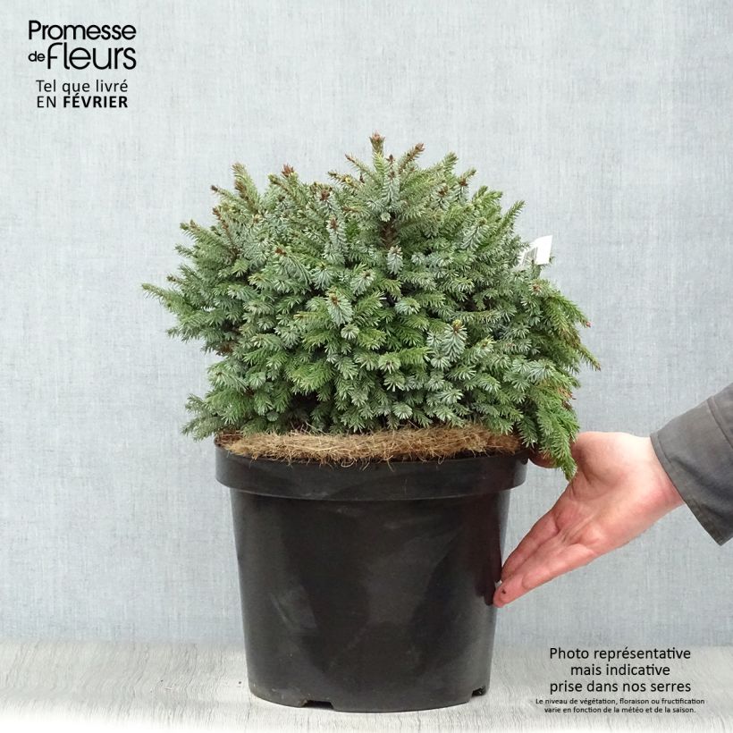 Amostra de Épicéa de Serbie Nana - Picea omorika Vaso de 7,5 L/10 L tal como entregue no inverno