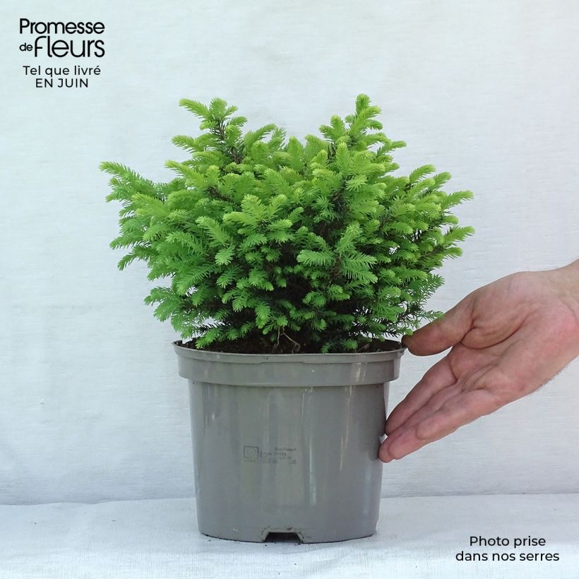 Amostra de Picea omorika Karel Vaso de 2 L/3 L tal como entregue no verão