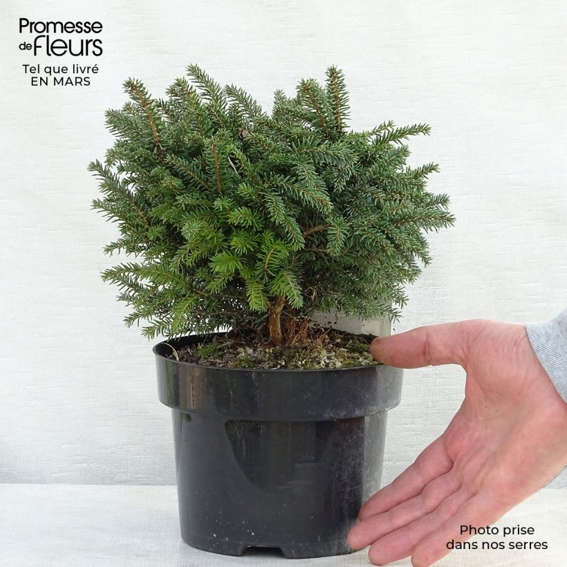 Amostra de Picea omorika Karel Vaso de 2 L/3 L tal como entregue na primavera