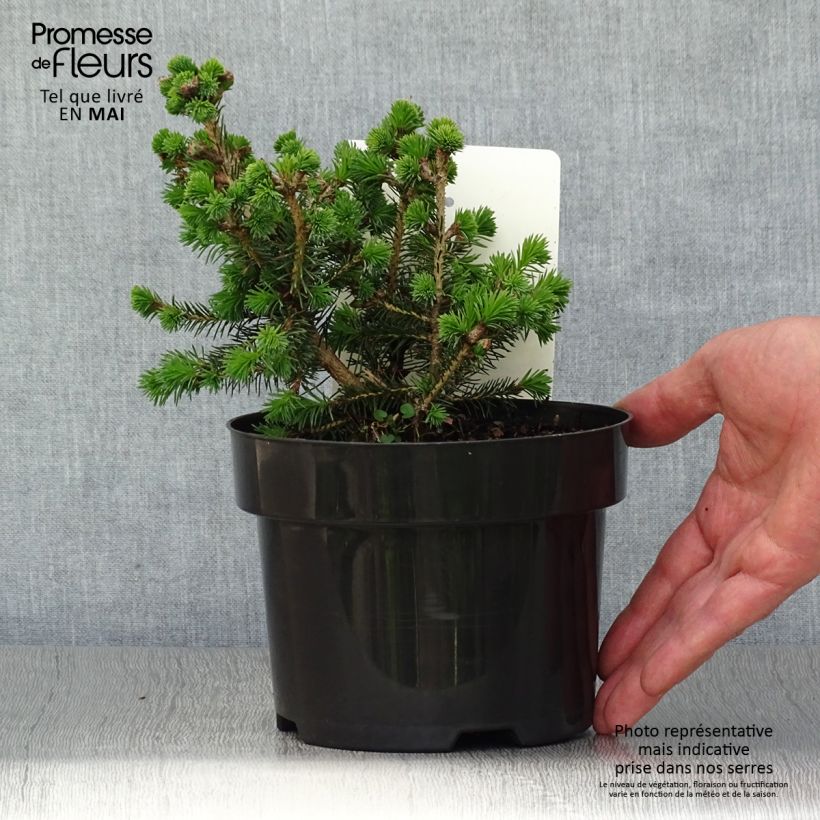 Amostra de Picea sitchensis Nana Vaso de 2 L/3 L tal como entregue na primavera