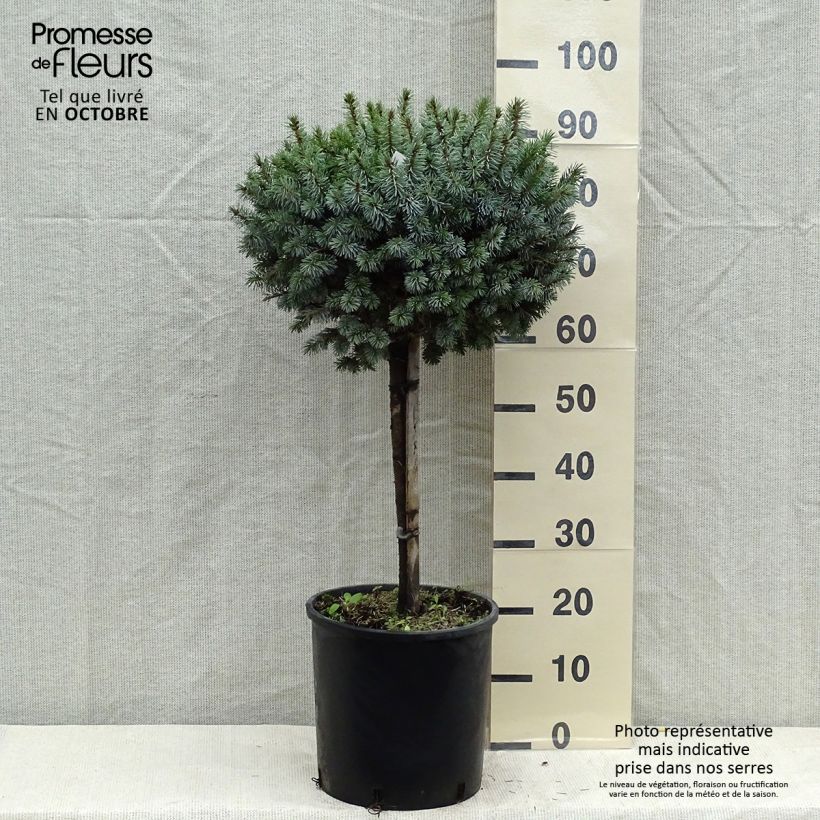 Amostra de Picea sitchensis Silberzwerg Vaso de 12 L/15 L, Haste tal como entregue no outono