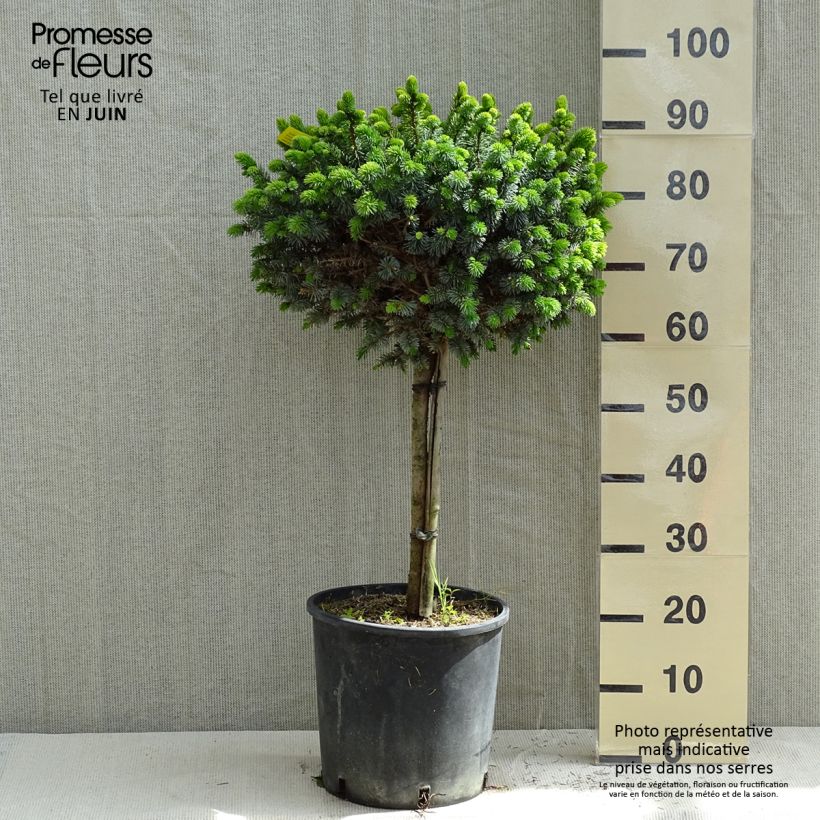 Amostra de Picea sitchensis Silberzwerg Vaso de 12 L/15 L, Haste tal como entregue na primavera