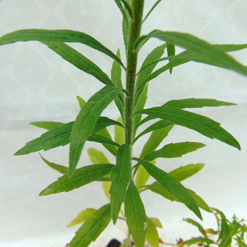 Epilobium angustifolium Album (Folhagem)