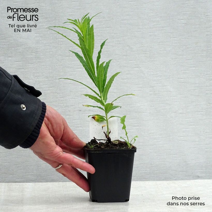 Amostra de Epilobium angustifolium Album Vaso de 8/9 cm tal como entregue na primavera