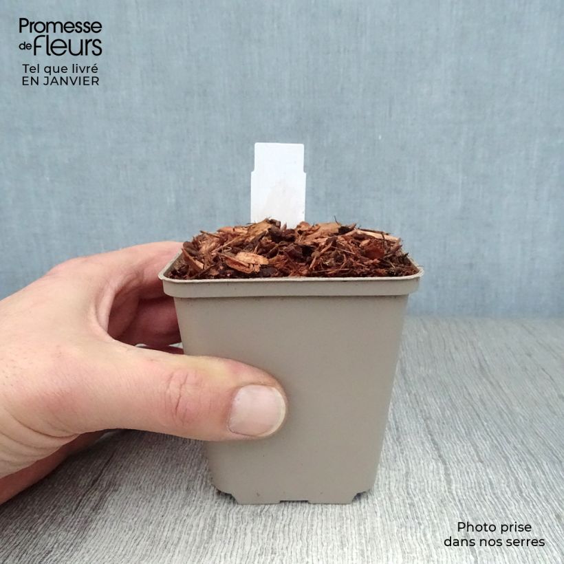 Amostra de Epilobe rose, Epilobium angustifolium Stahl Rose Vaso de 8/9 cm tal como entregue no inverno