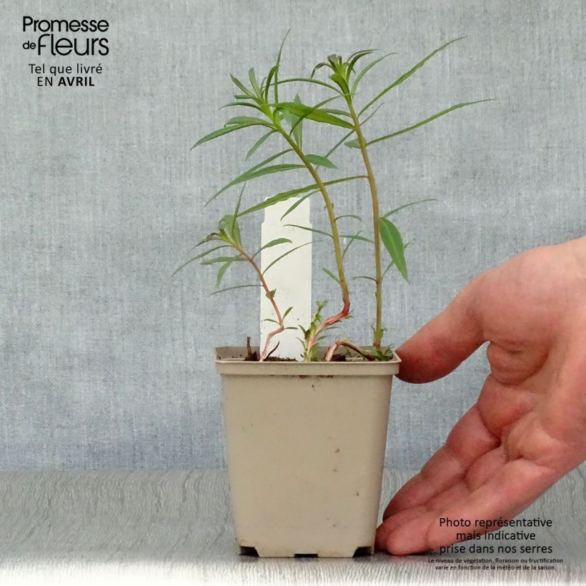 Amostra de Epilobium angustifolium Stahl Rose Vaso de 8/9 cm tal como entregue na primavera