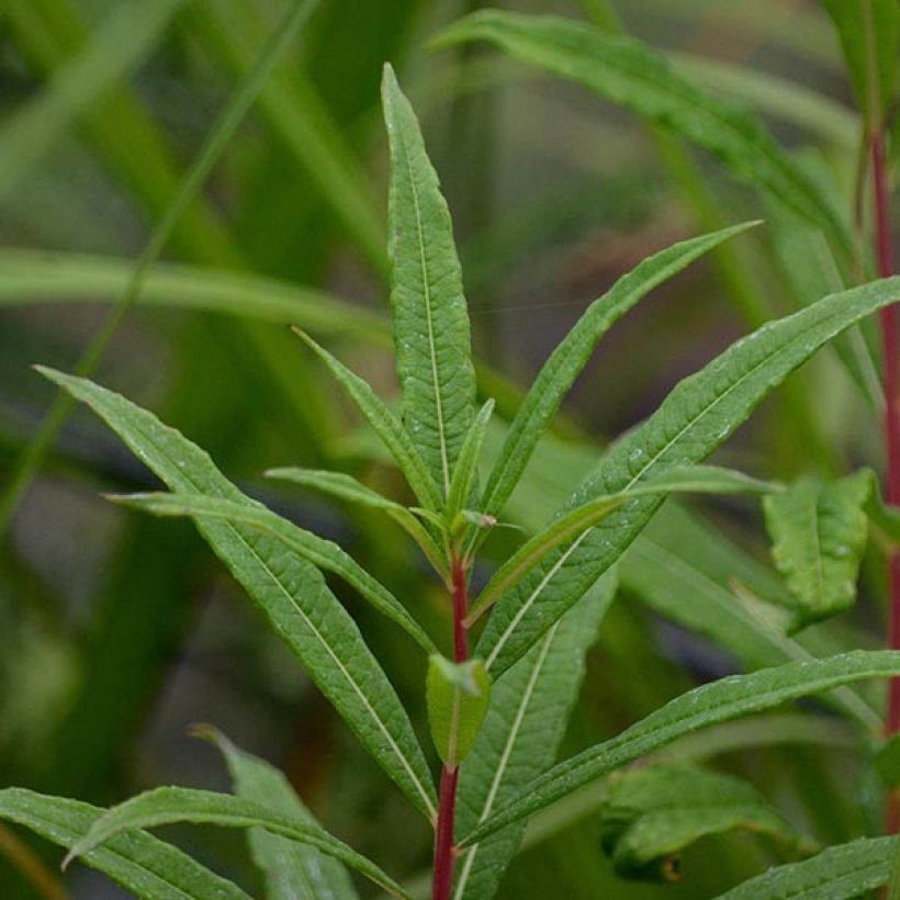 Epilobium angustifolium Stahl Rose (Folhagem)