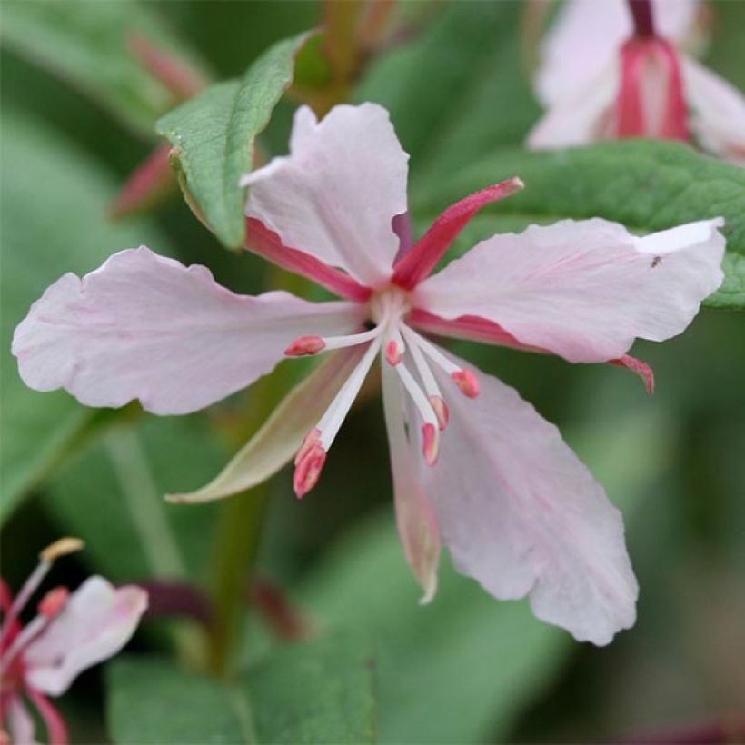 Epilobium angustifolium Stahl Rose (Floração)
