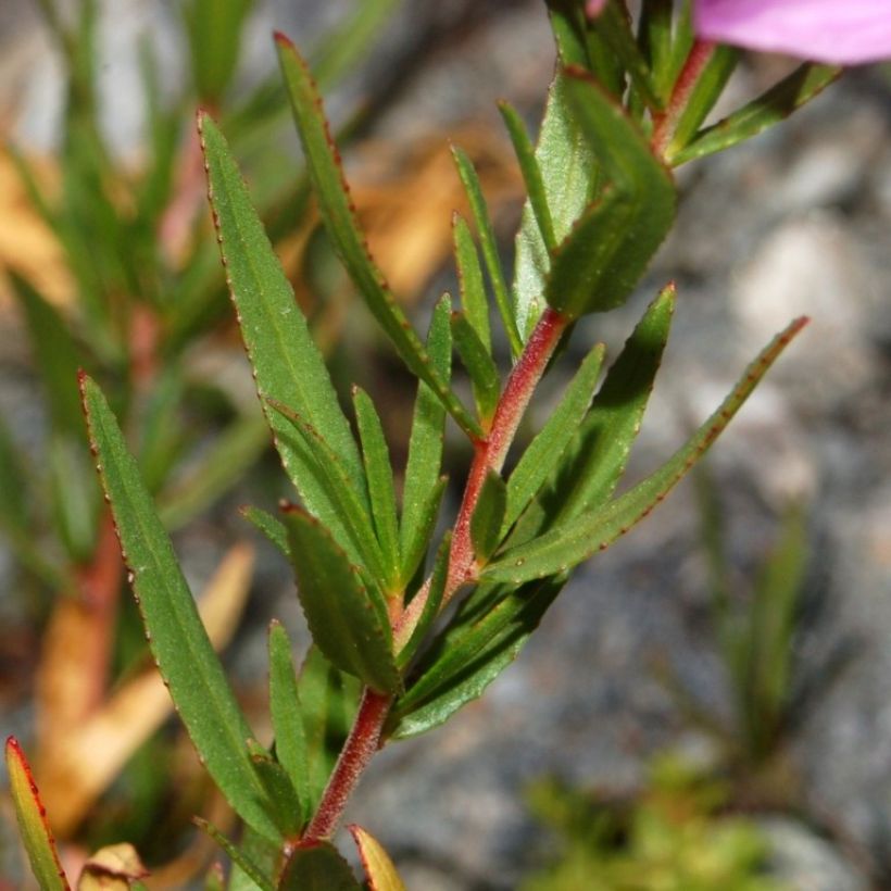 Epilobium fleischeri (Folhagem)