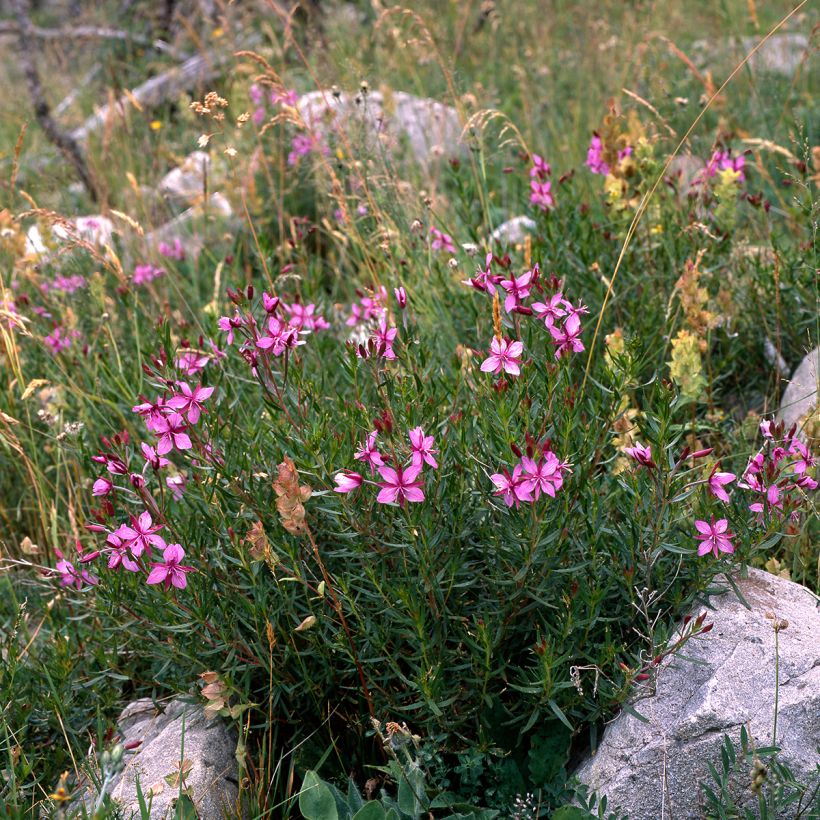 Epilobium fleischeri (Hábito)