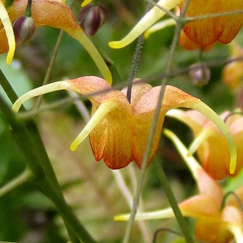 Epimedium Amber Queen (Floração)