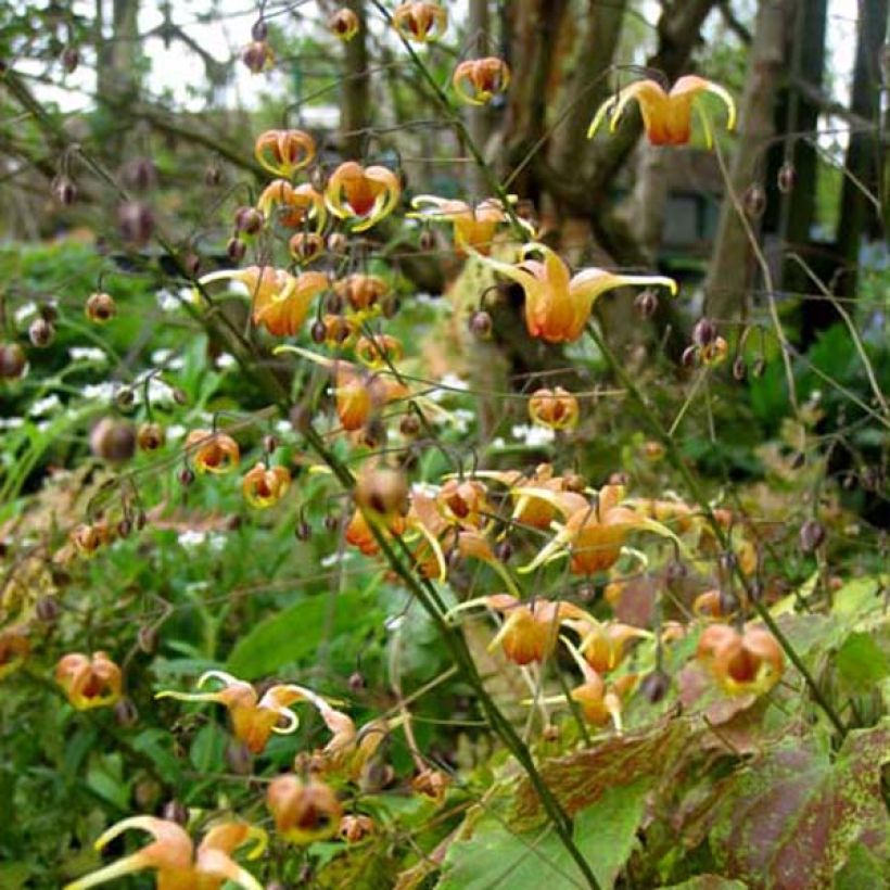 Epimedium Amber Queen (Hábito)