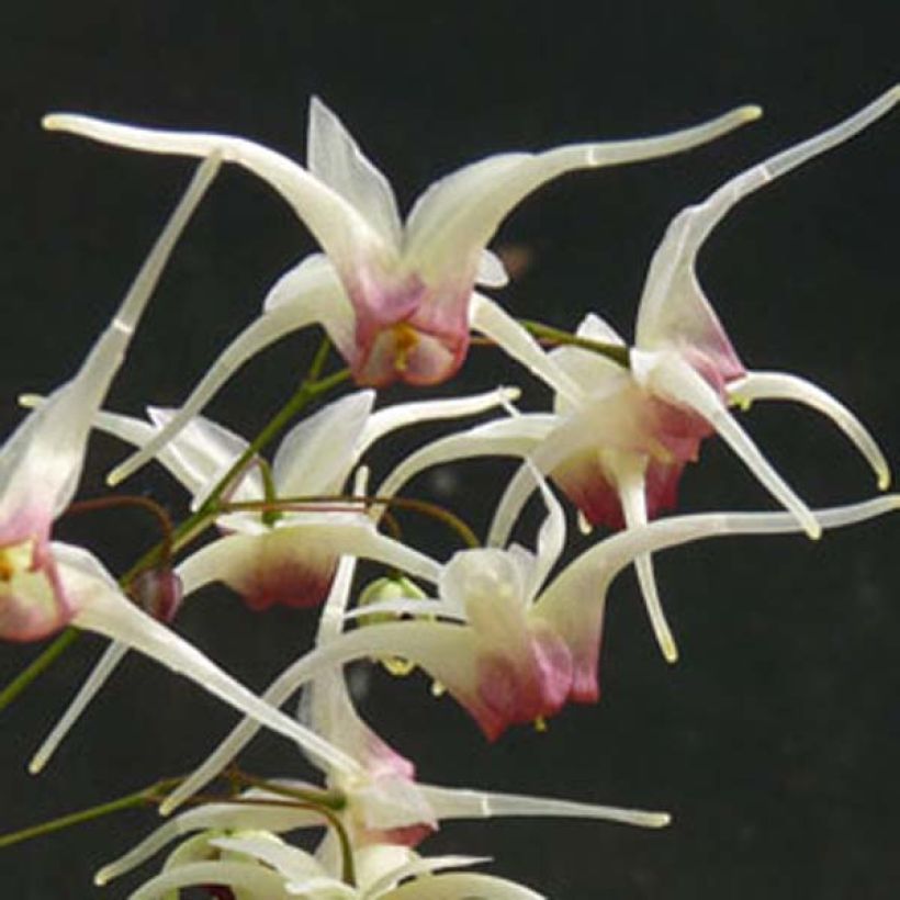 Epimedium Domino (Floração)