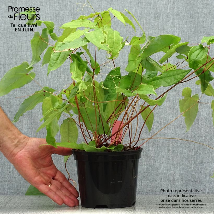 Amostra de Epimedium Elenwe Vaso de 1,5 L/2 L tal como entregue no verão