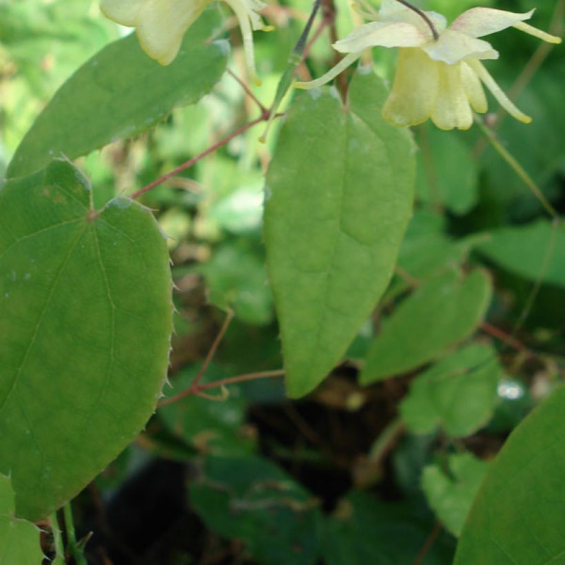 Epimedium Flower Of Sulphur (Folhagem)
