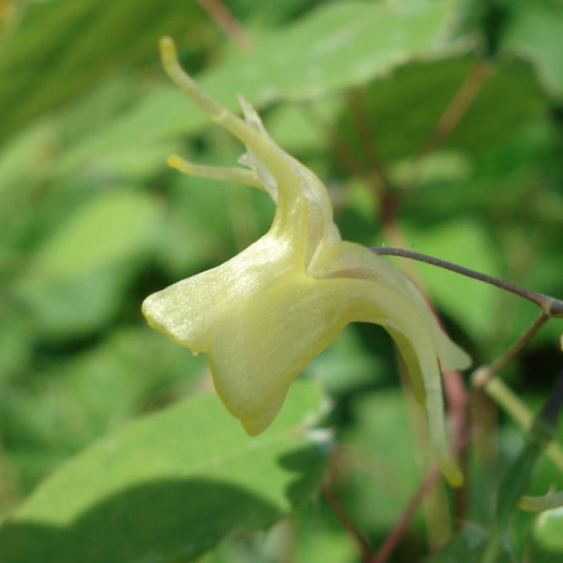 Epimedium Flower Of Sulphur (Floração)