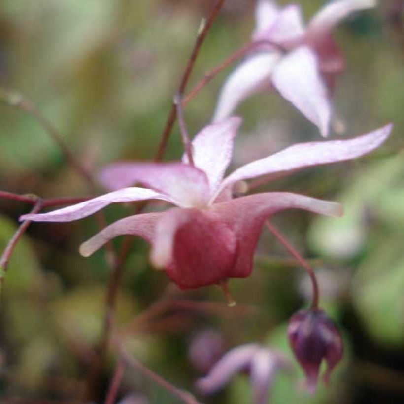 Epimedium Pink Elf (Floração)
