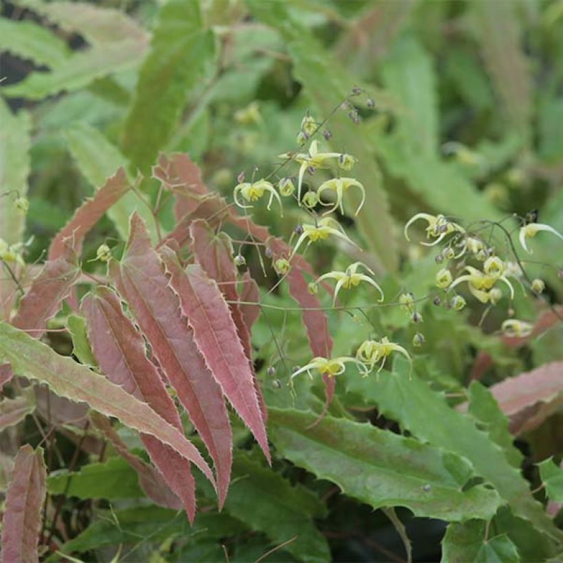 Epimedium Sphinx Twinkler (Folhagem)