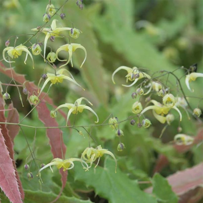 Epimedium Sphinx Twinkler (Floração)