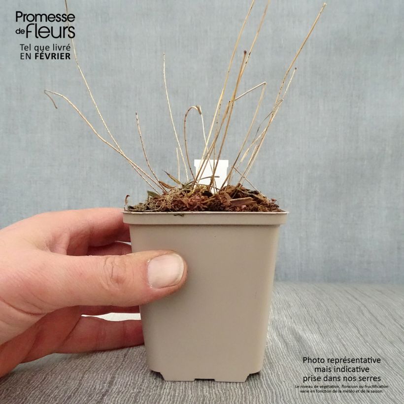 Amostra de Epimedium acuminatum, Fleur des elfes Vaso de 8/9 cm tal como entregue no inverno