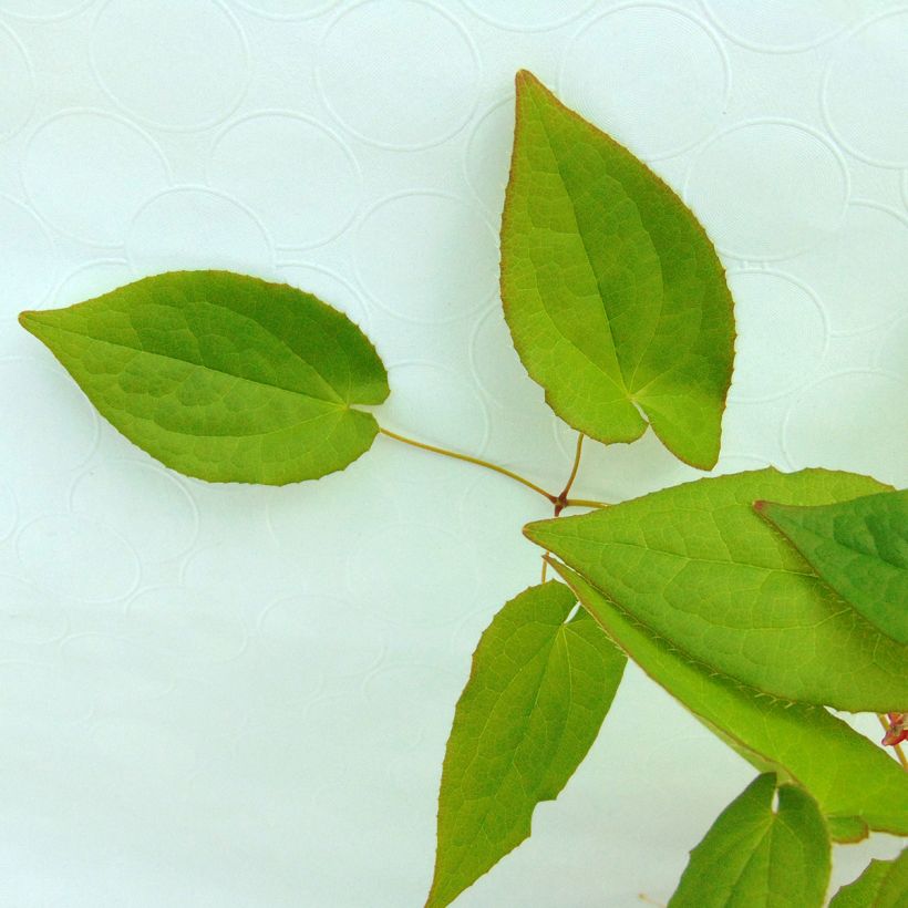 Epimedium alpinum (Folhagem)
