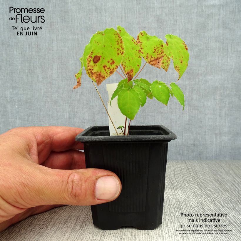 Amostra de Epimedium alpinum Vaso de 8/9 cm tal como entregue no verão