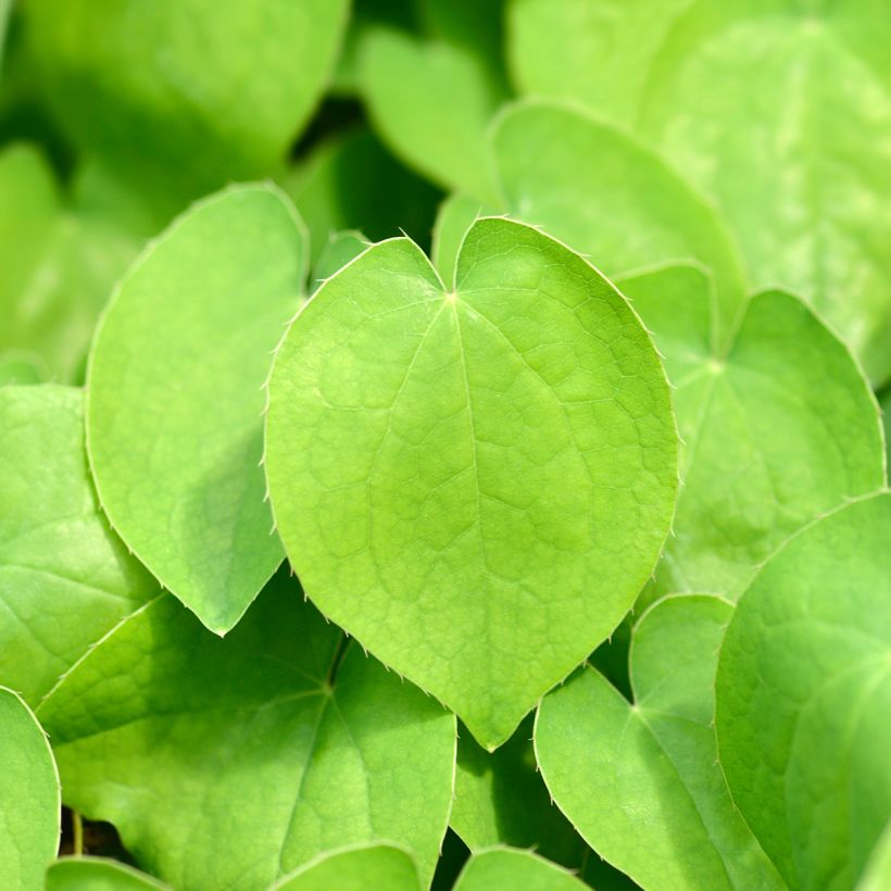 Epimedium alpinum (Folhagem)