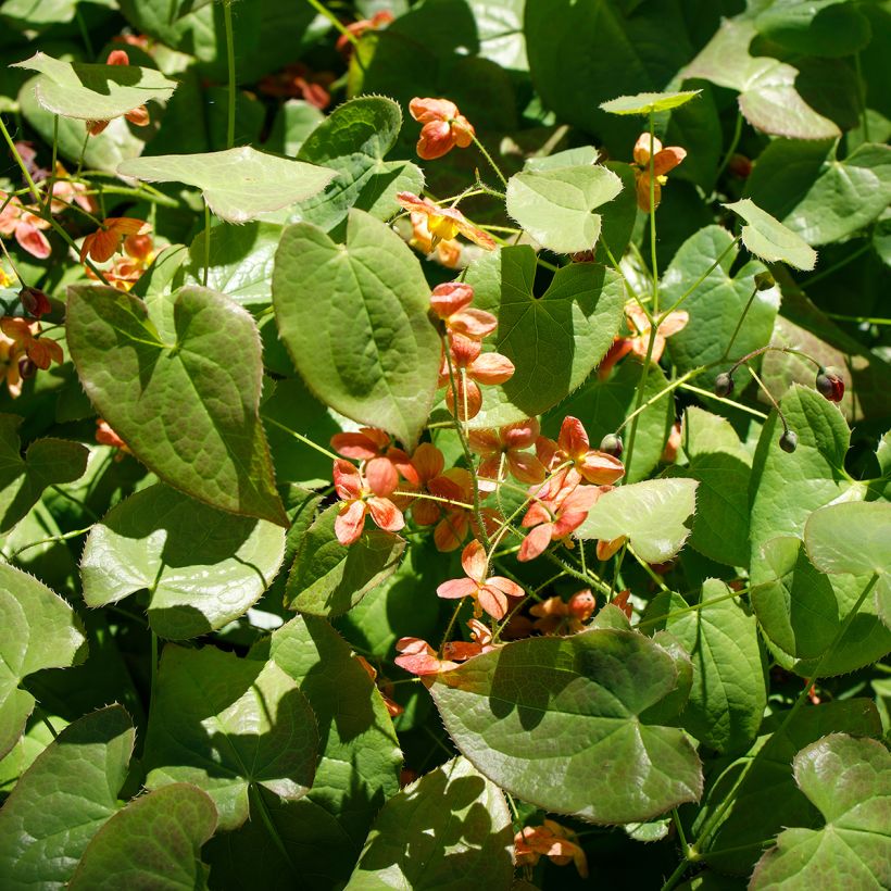 Epimedium alpinum (Hábito)