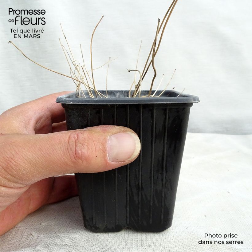 Amostra de Epimedium Asiatic hybrids Vaso de 8/9 cm tal como entregue na primavera