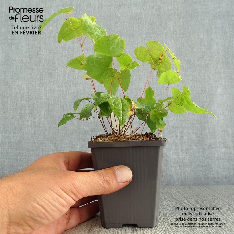 Amostra de Epimedium Asiatic hybrids Vaso de 8/9 cm tal como entregue no outono