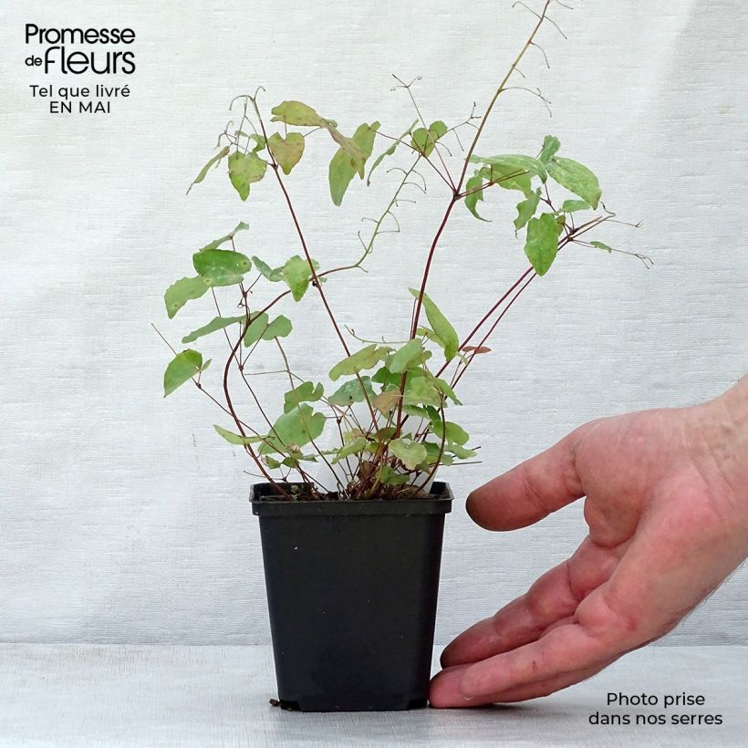 Amostra de Epimedium davidii Vaso de 8/9 cm tal como entregue na primavera