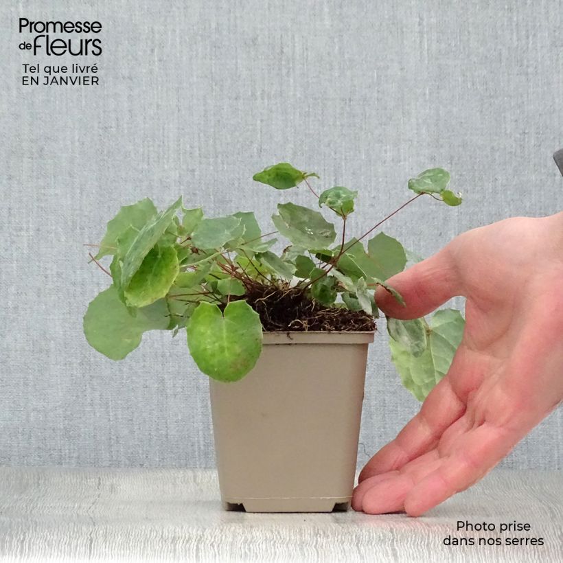 Amostra de Epimedium davidii, Fleur des elfes Vaso de 8/9 cm tal como entregue no inverno