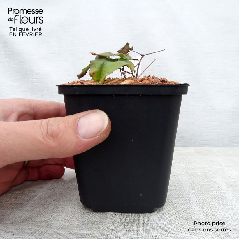 Amostra de Epimedium dolichostemon, Fleur des elfes Vaso de 8/9 cm tal como entregue no inverno