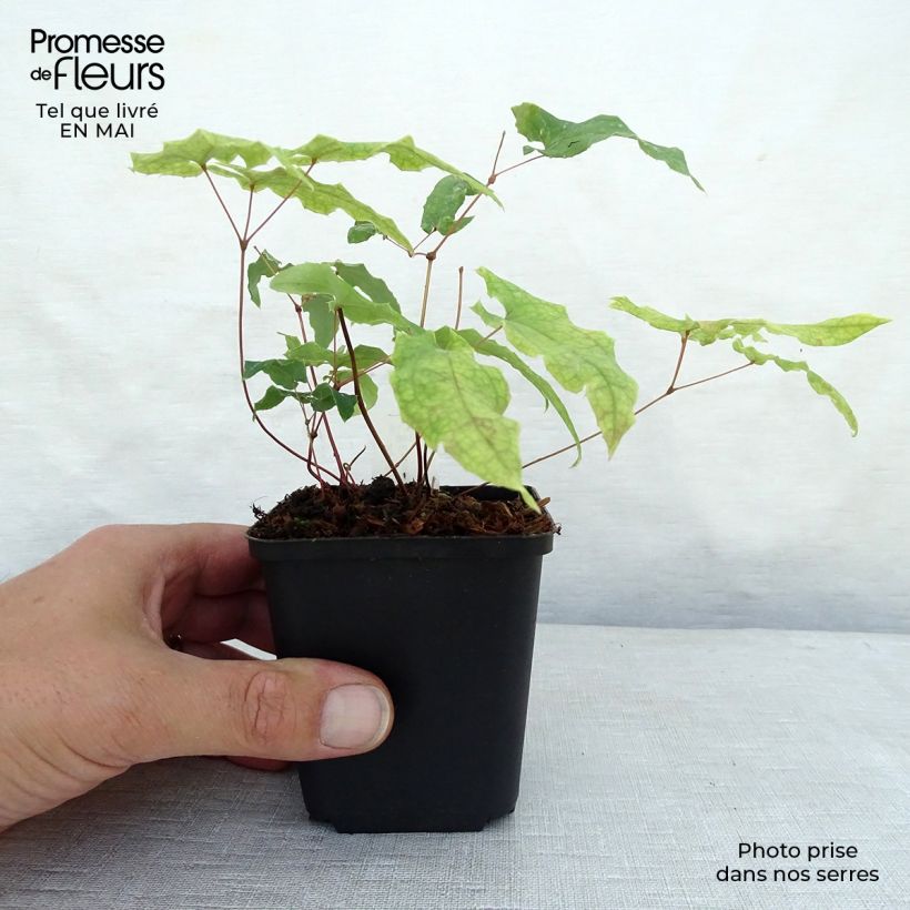 Amostra de Epimedium dolichostemon Vaso de 8/9 cm tal como entregue na primavera