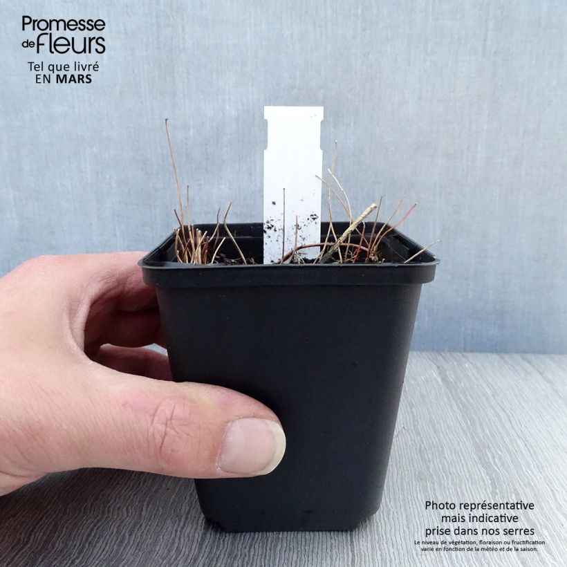 Amostra de Epimedium elongatum Vaso de 8/9 cm tal como entregue na primavera