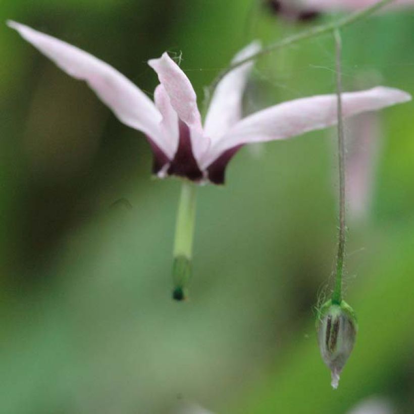 Epimedium fargesii Pink Constellation (Floração)
