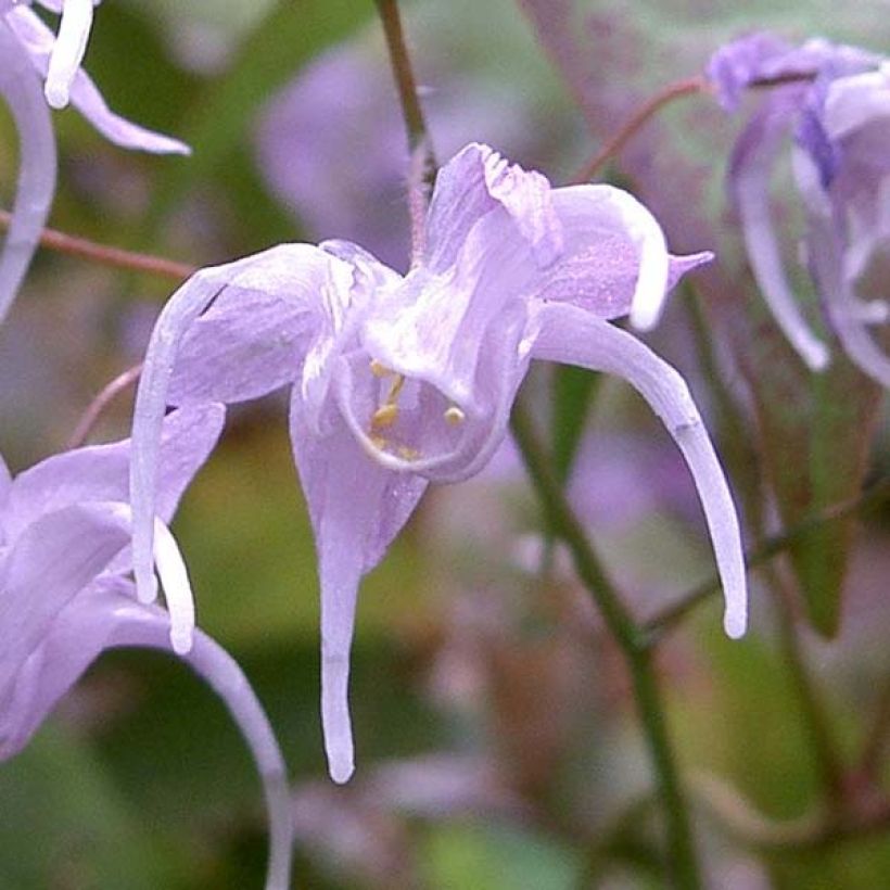 Epimedium grandiflorum (Floração)