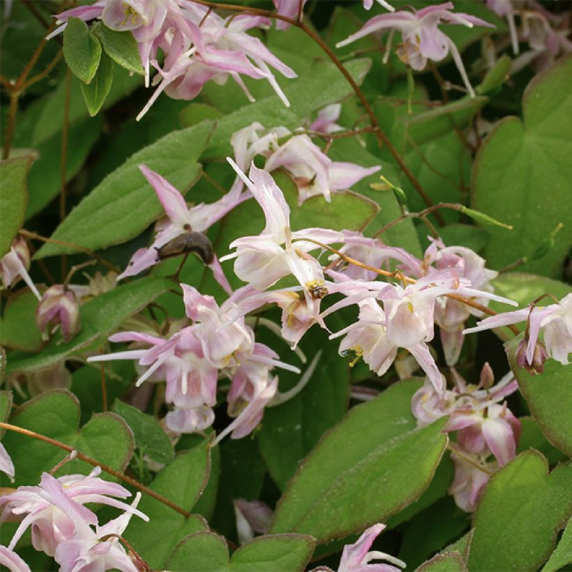 Epimedium grandiflorum Akebono (Floração)